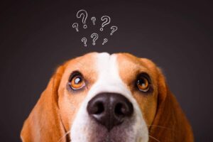 Cane Beagle