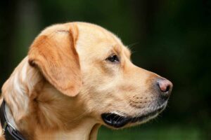Cane Labrador