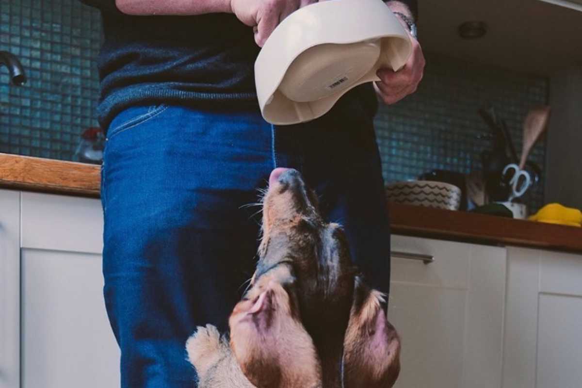 Cane affamato