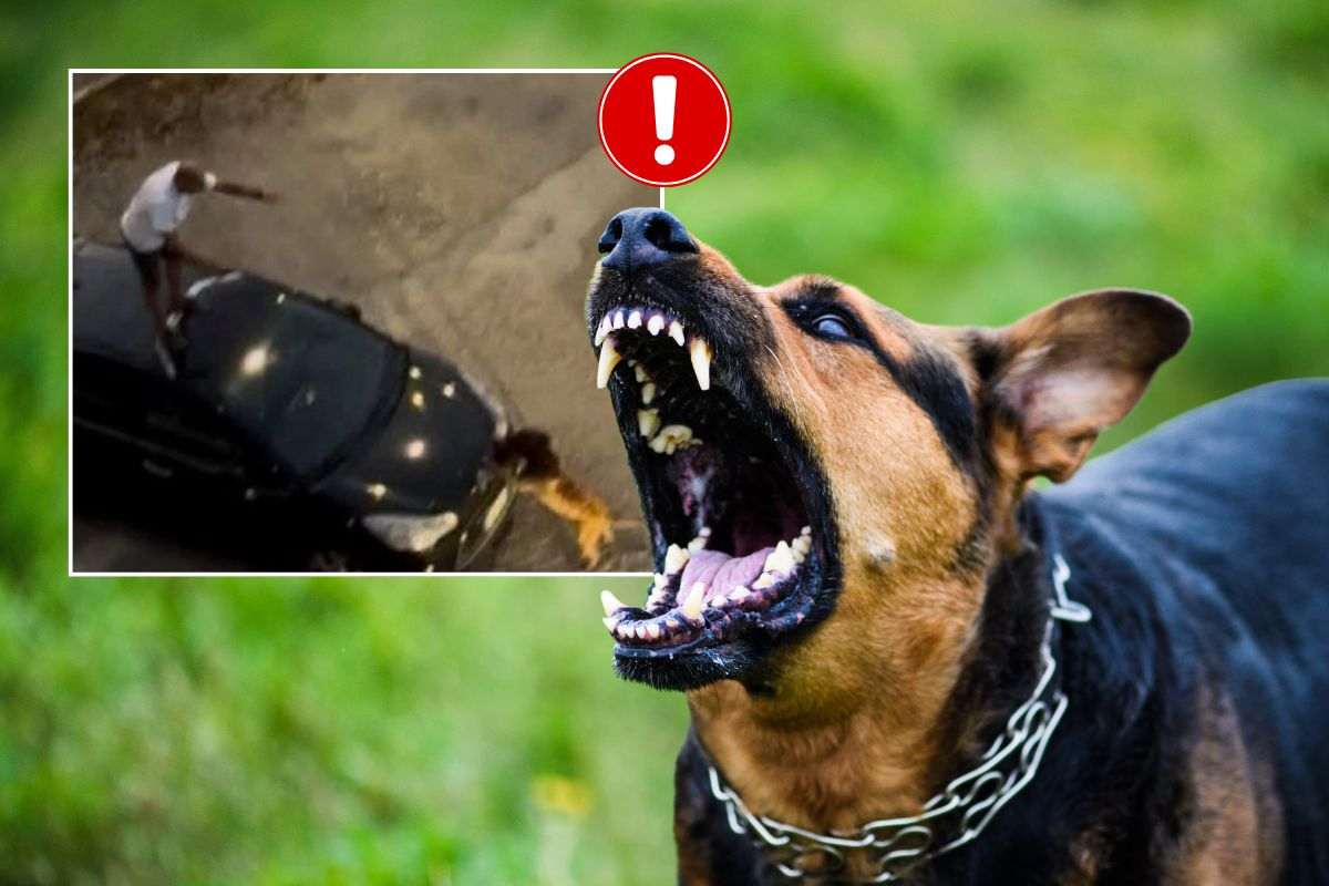 Cane aggressivo