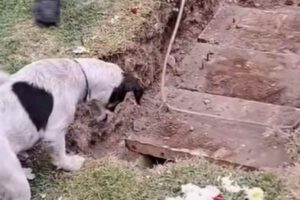 Cane al cimitero