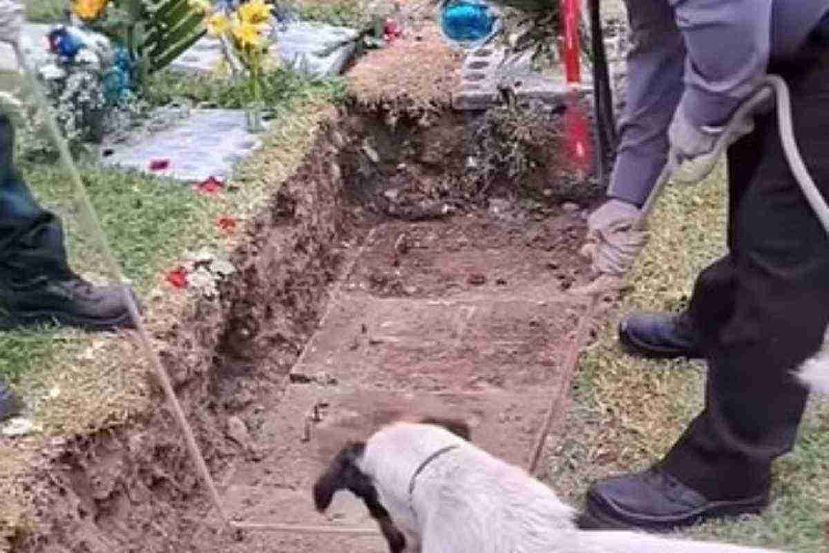 Cane al cimitero