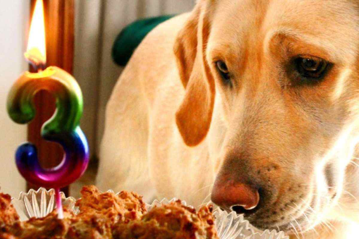 Cane che mangia