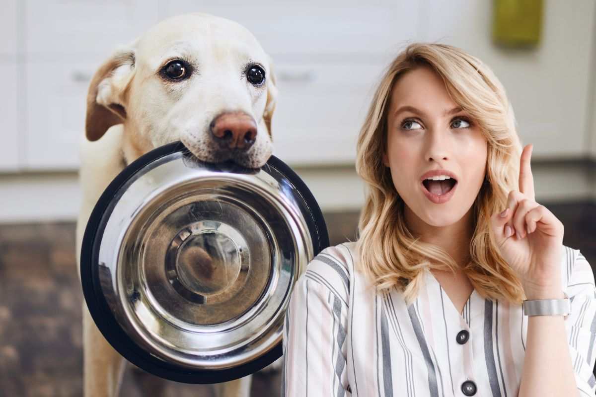Cane con ciotola vuota chiede del cibo
