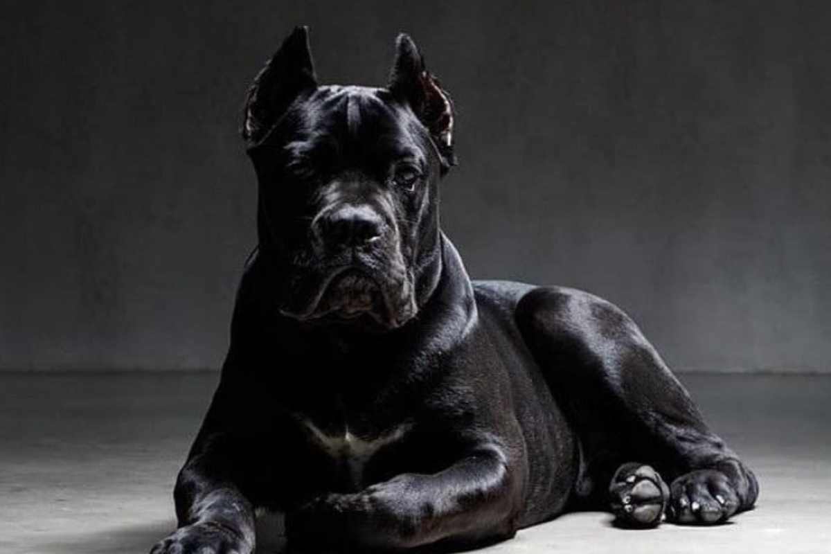 Cane corso