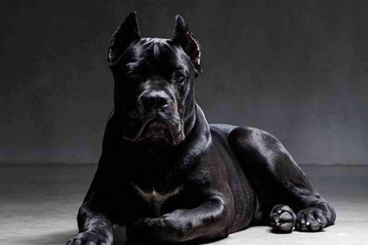 Cane corso