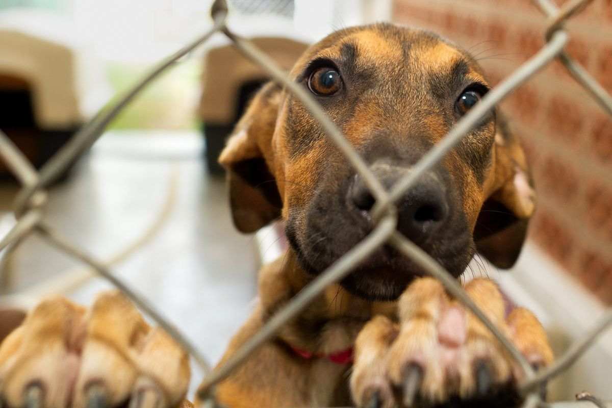 Cane dagli occhi dolci dietro le sbarre