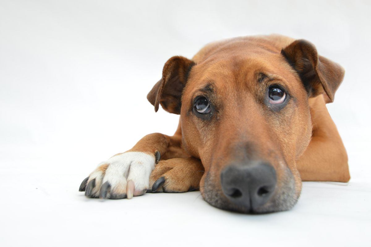 Cane dagli occhi dolci