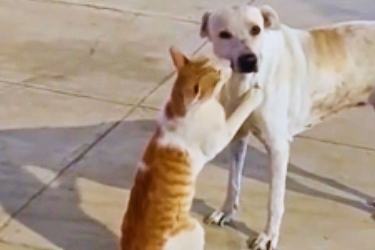 Condividere la solitudine è possibile, questo cane e gatto ti commuoveranno: prova a non piangere