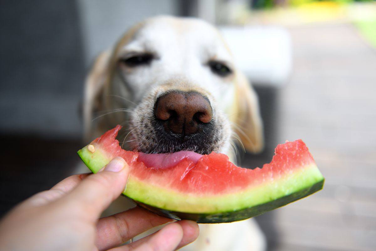 Cane gusta fetta di cocomero