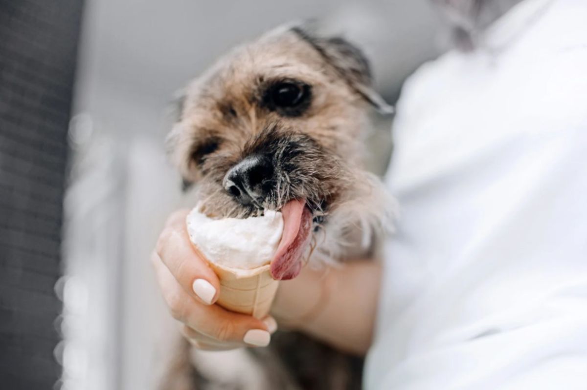 Cane lecca il gelato