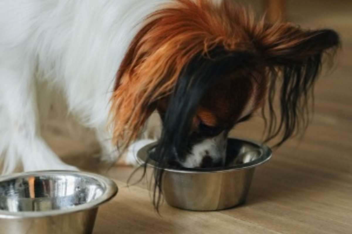 Cane mangia crocchette