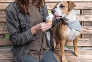 Cane mangia il gelato