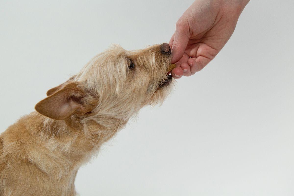 Cane mangia un buon biscottino
