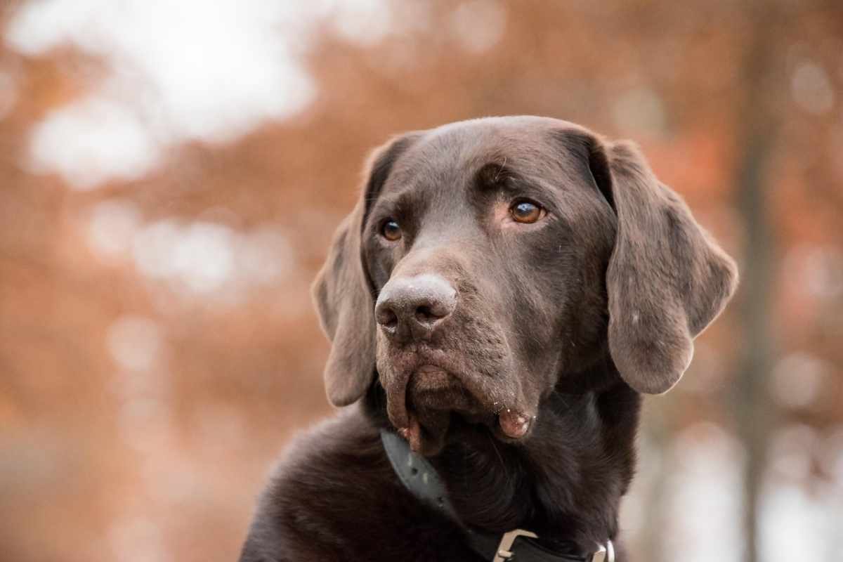 Cane marrone