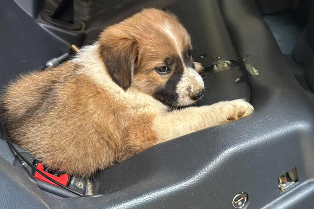 Cane salvato Polizia siete eroi