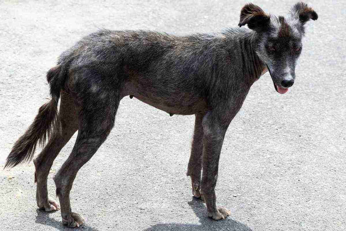 Cane randagio