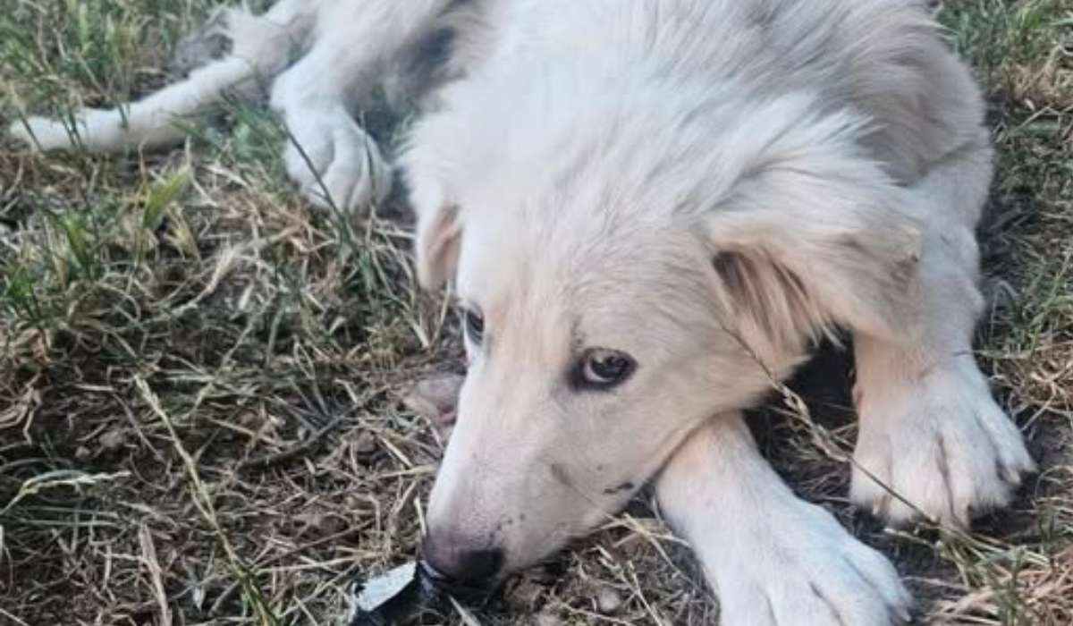 Cane randagio