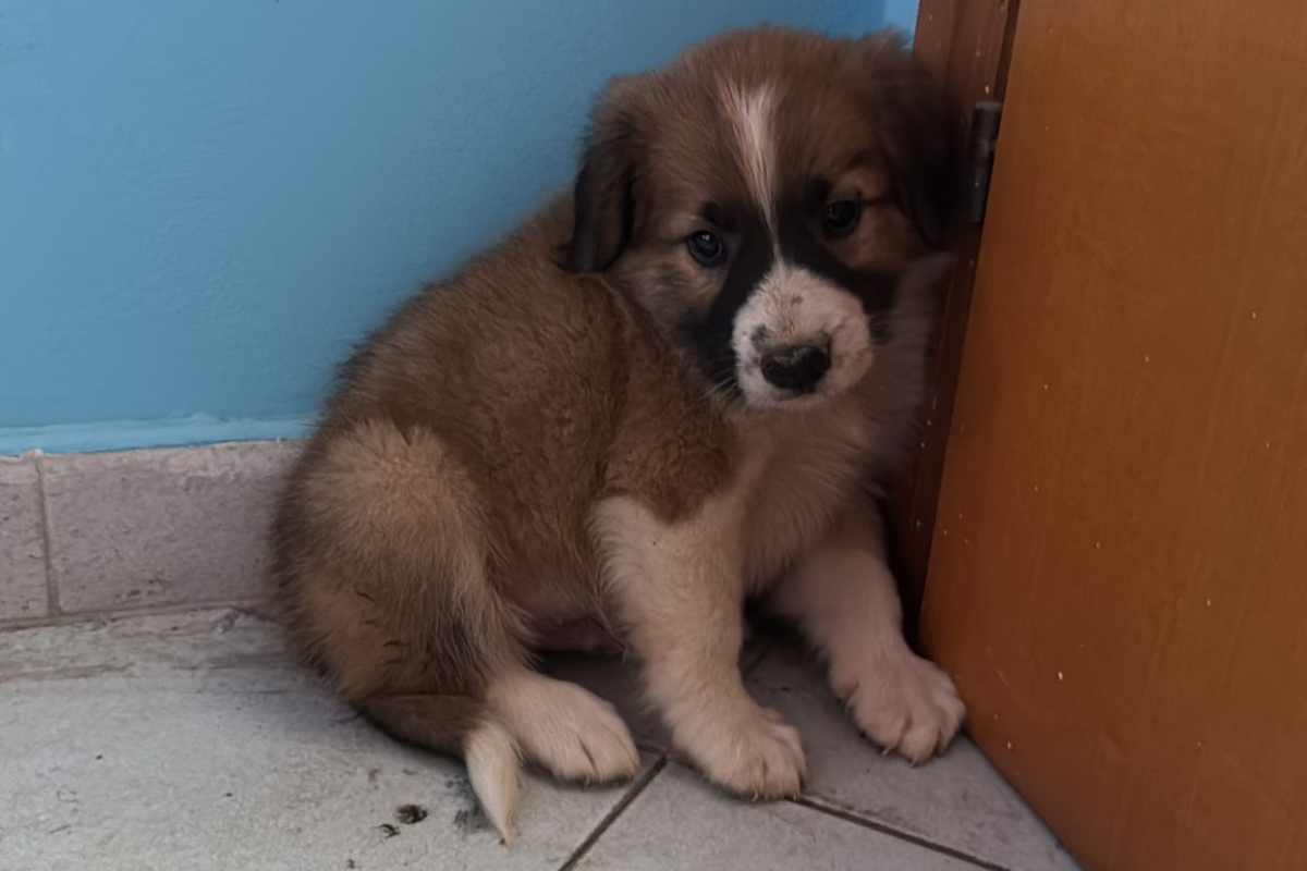 Cane salvato Polizia siete eroi