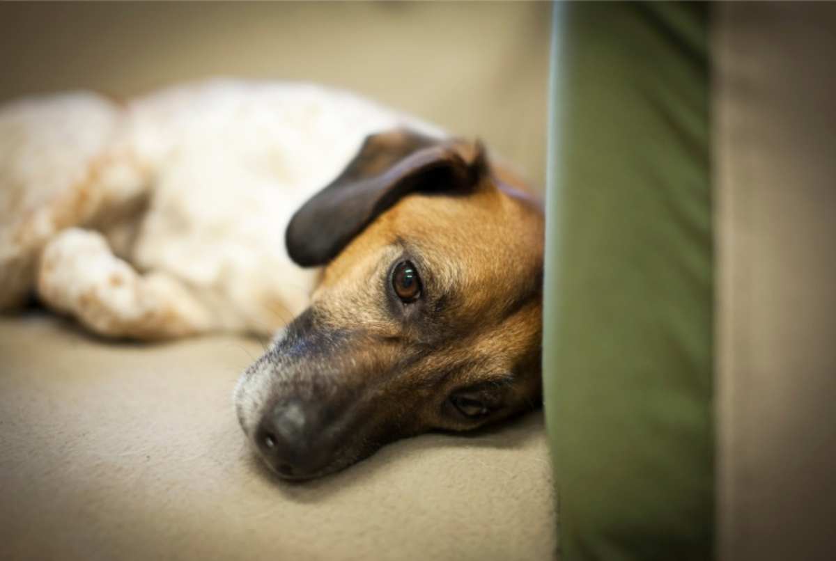 Cane sembra triste