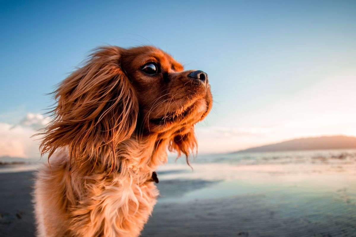 Cane si diverte sulla spiaggia
