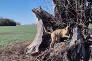 Cane su un albero