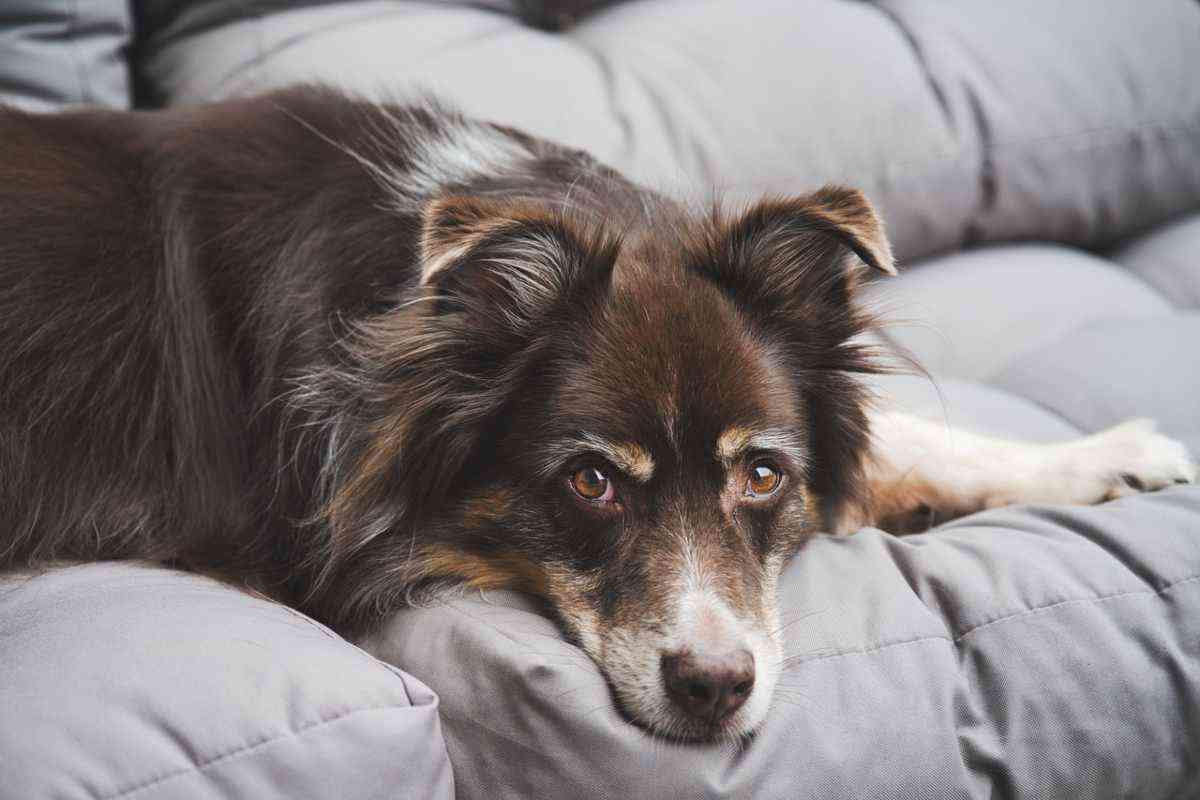 Cane sul divano