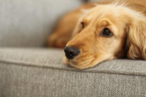 Cane sul divano