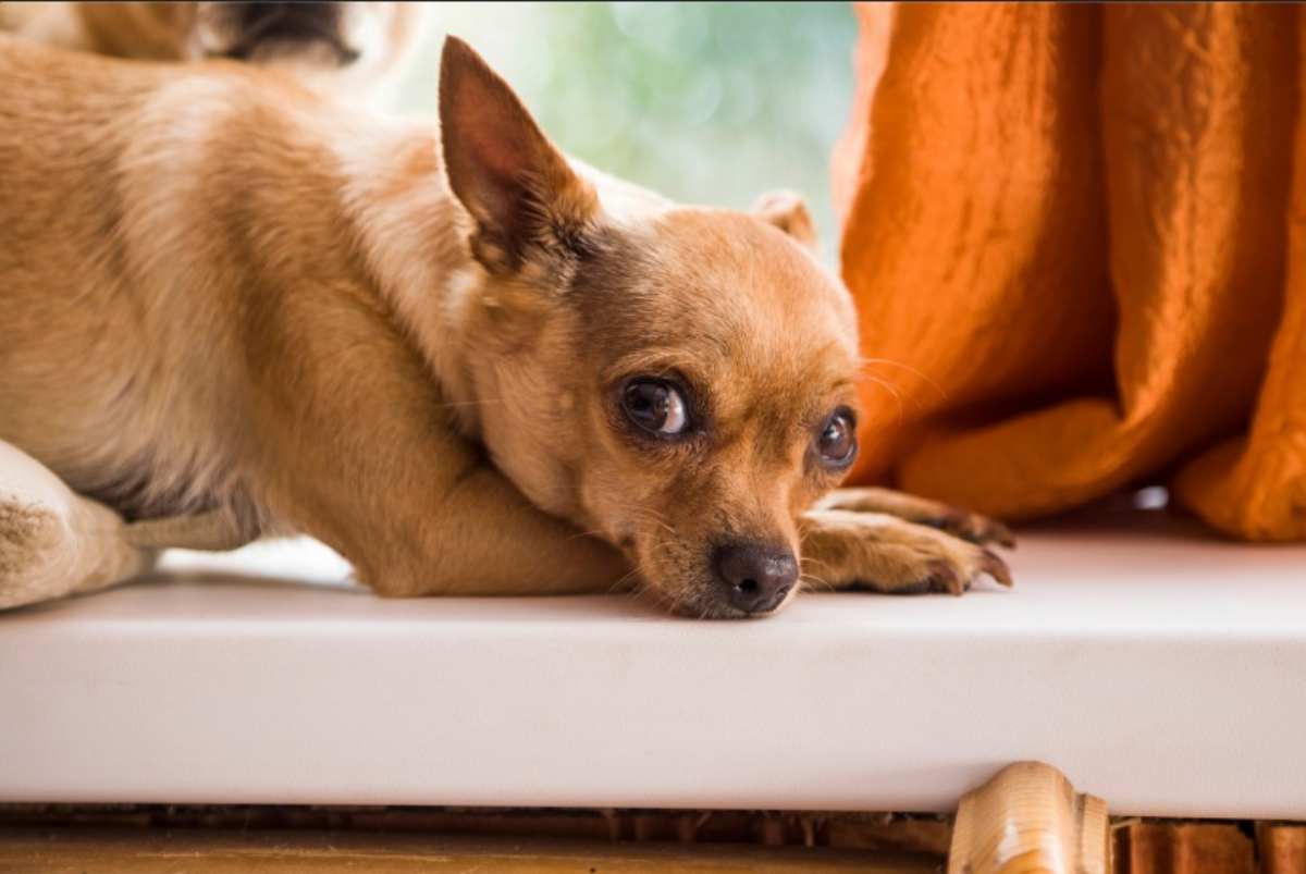 Cane vuole stare in casa