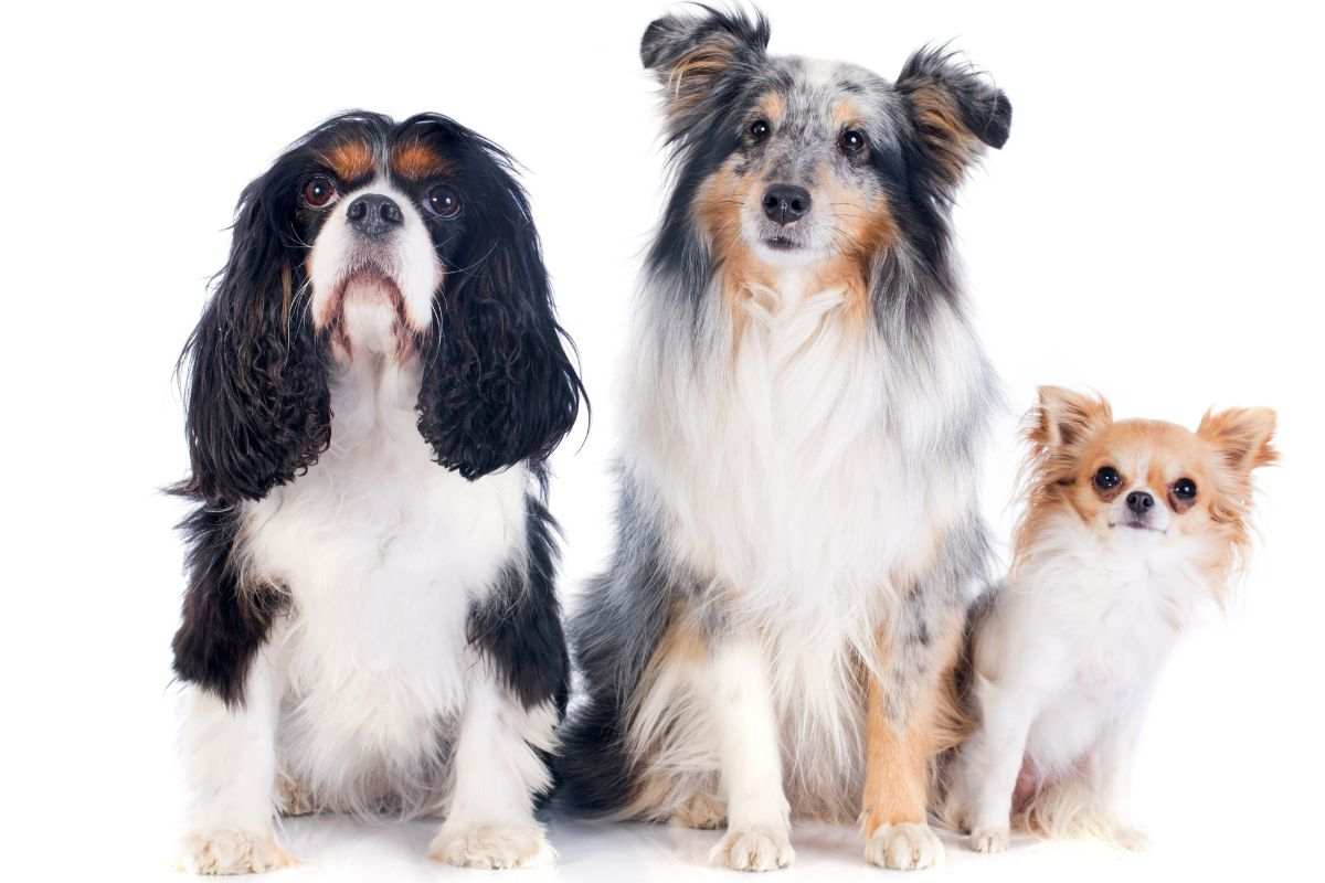 Cani di diverse razze