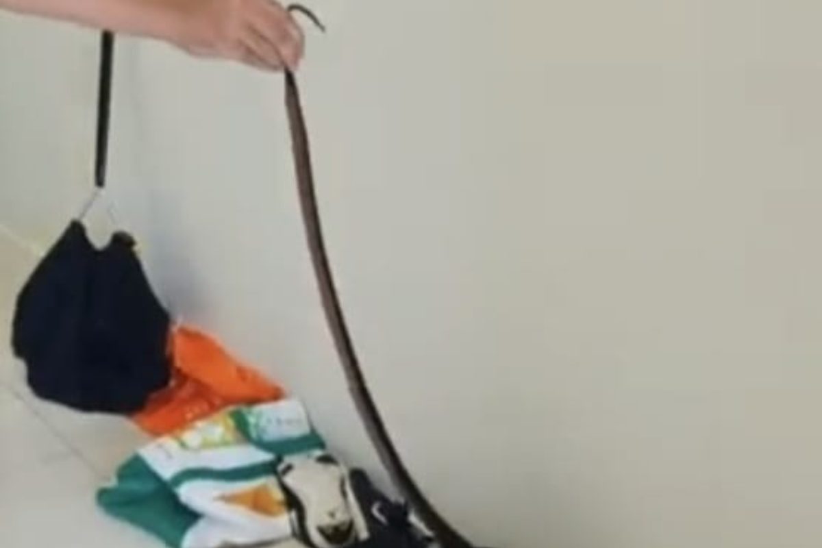 Serpente trovato tra le scarpe