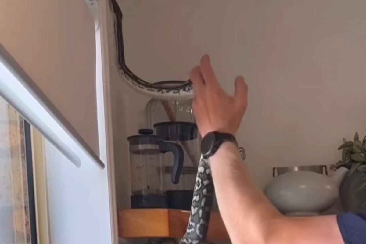Serpente tra i barattoli paura