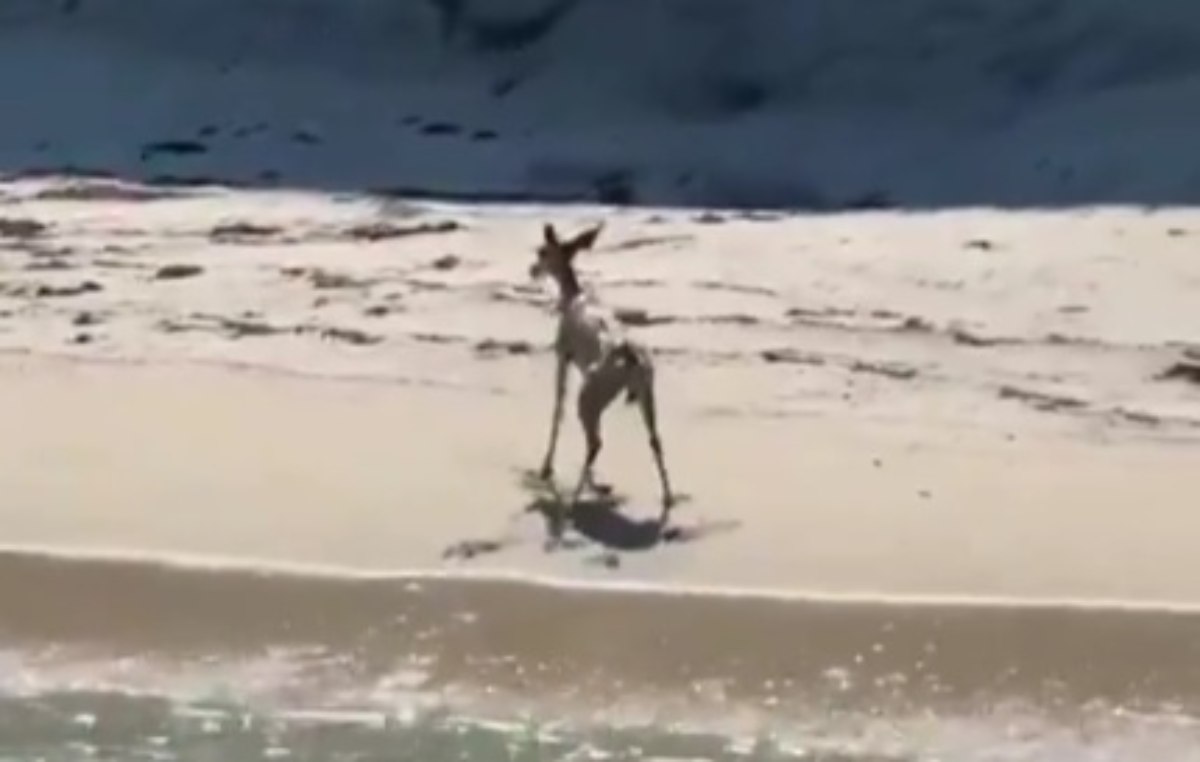 Cervo sulla spiaggia