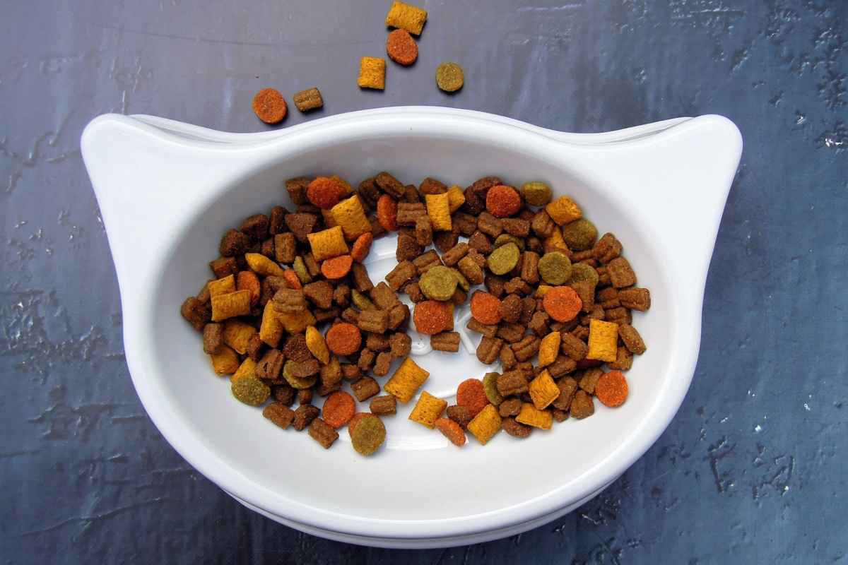 Cibo gatto