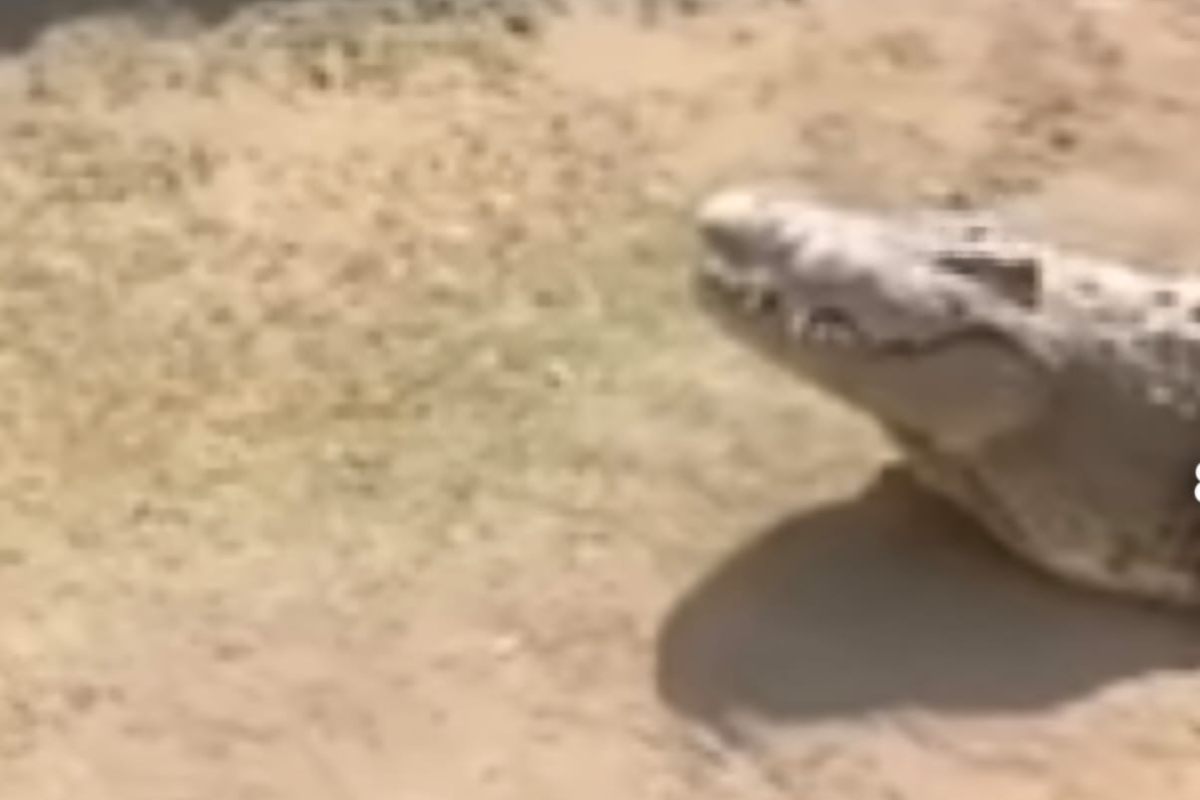 Coccodrillo lo attacca davanti a tutti