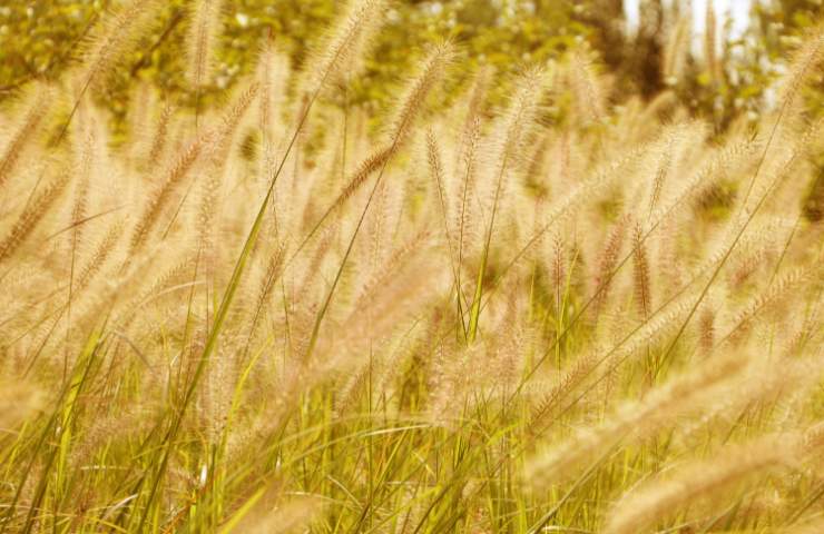 Dei forasacchi un un campo