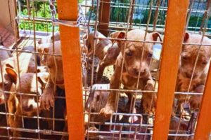Cuccioli di Pitbull