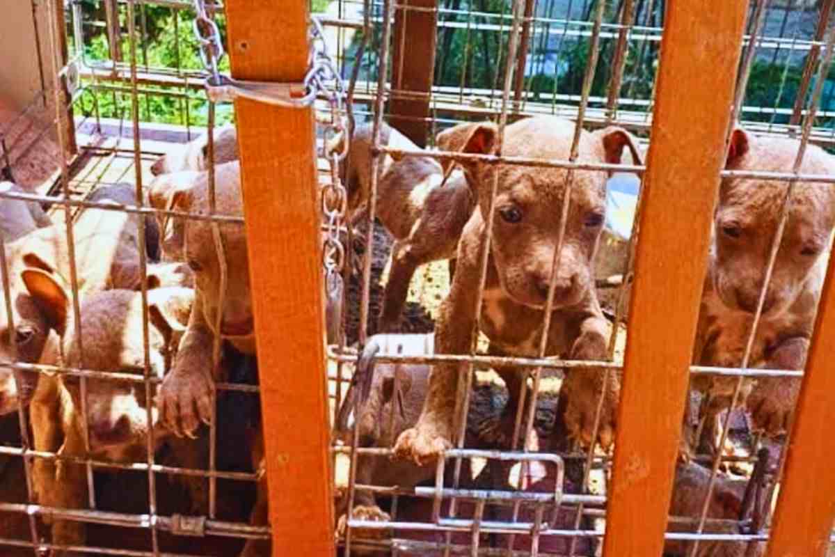 Cuccioli di Pitbull