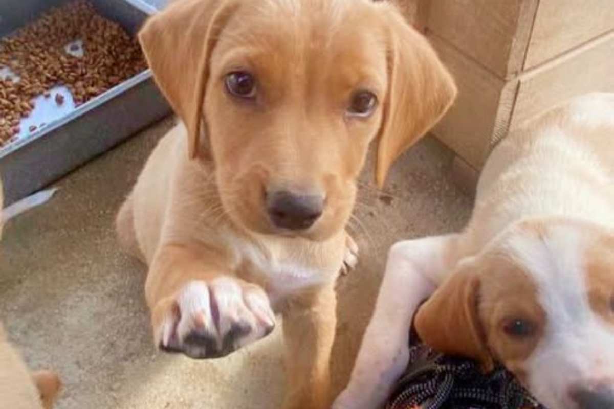 Cuccioli di cane