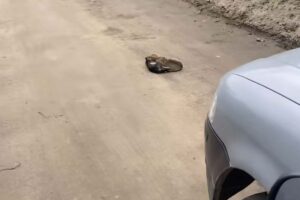 Salvataggio da brividi abbracciati in strada