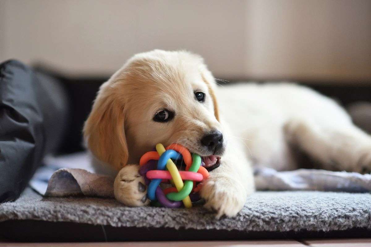 Cucciolo di Golden Retriever gioca