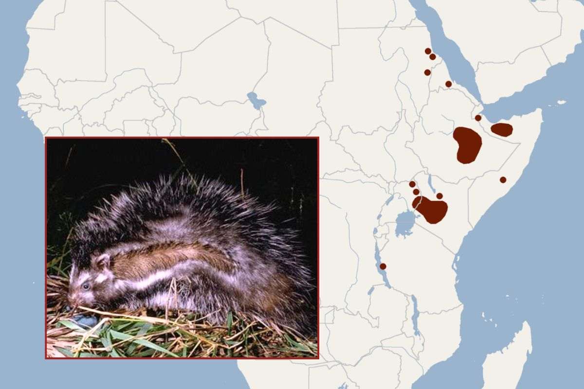 Diffusione sul Corno d'Africa del ratto arboricolo dalla cresta rossa