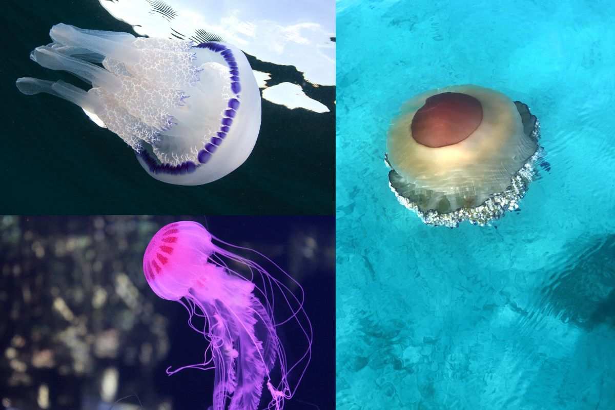 Diverse specie di meduse