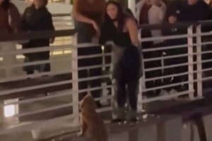 Donna cerca di salvare un cucciolo