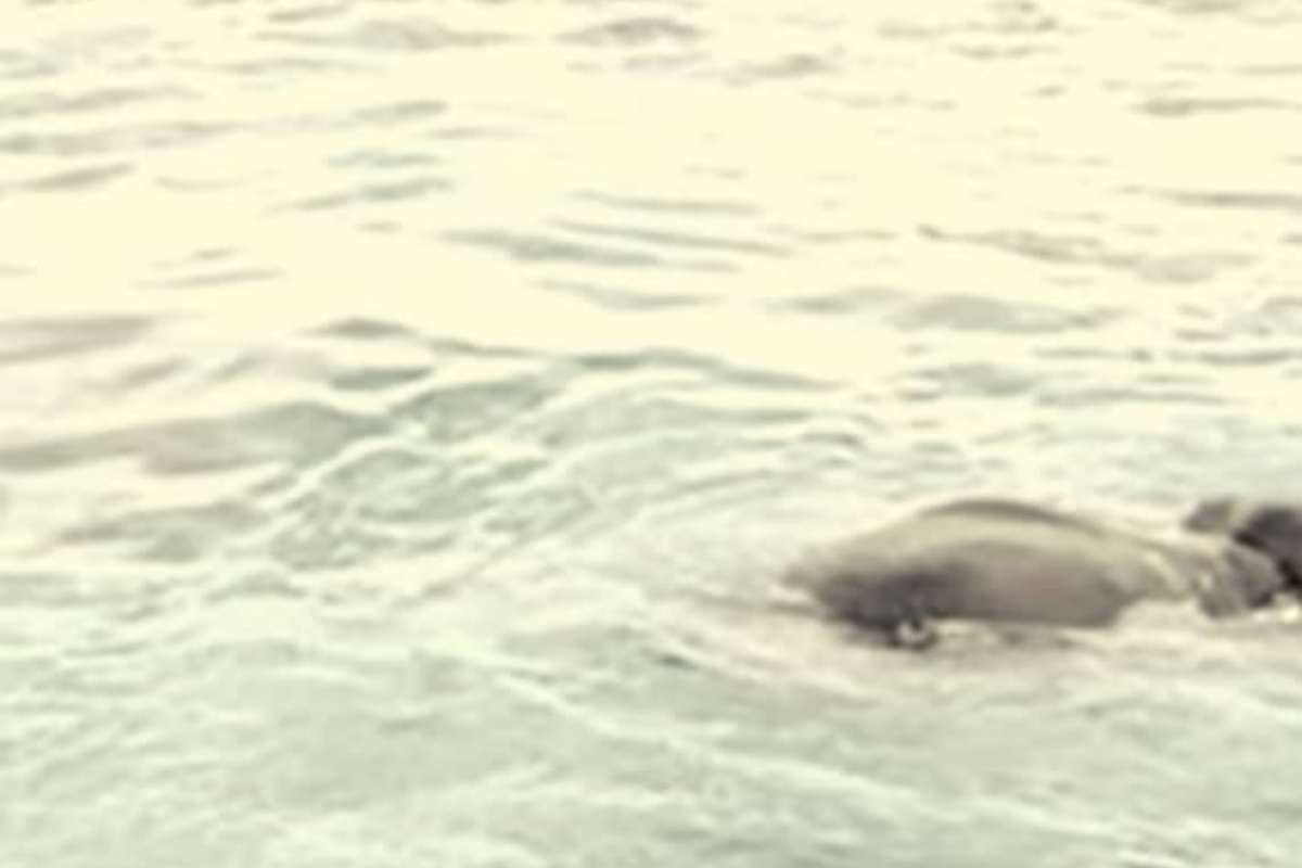 I marinai trovano elefante in acqua