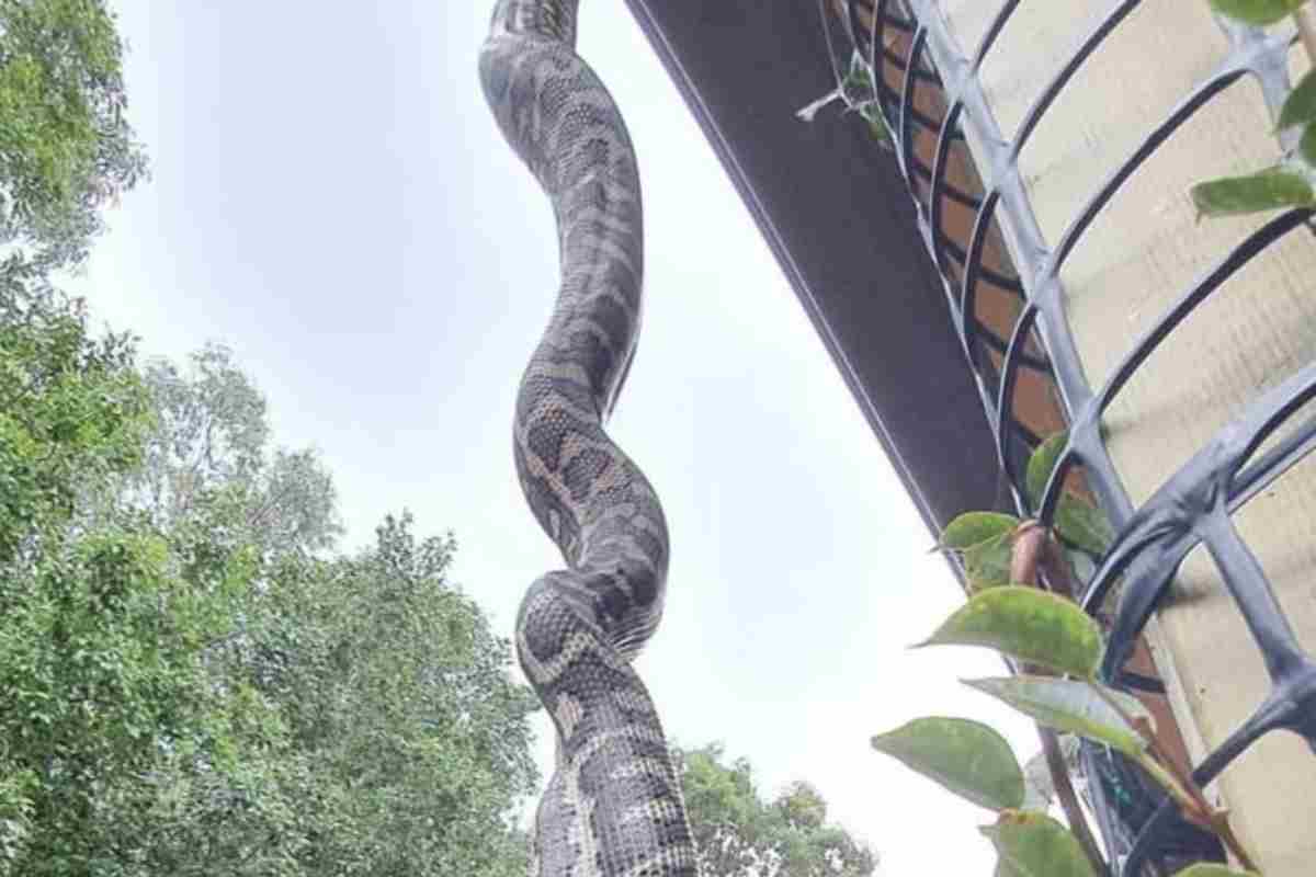 Serpente cattura mette brividi