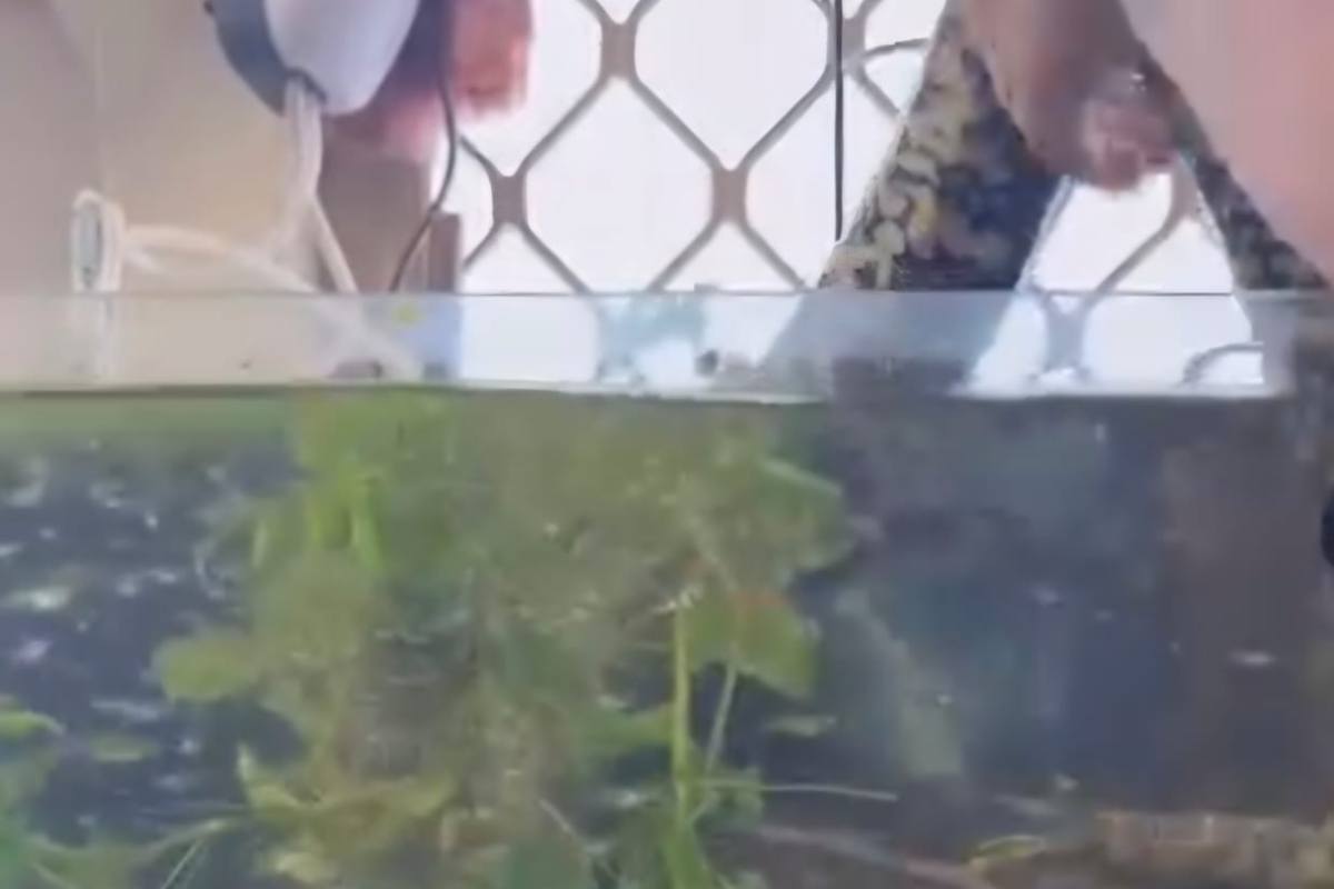 Lo trovano nell'acquario