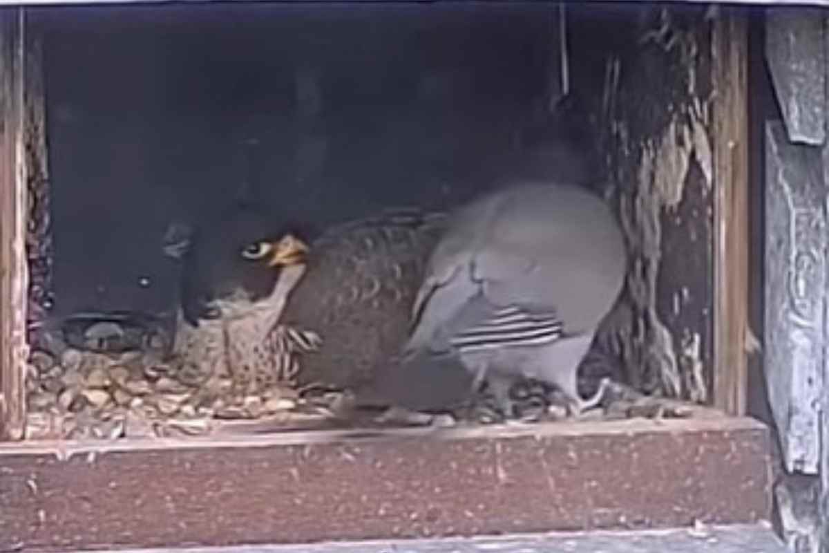 Falco aggredisce piccione