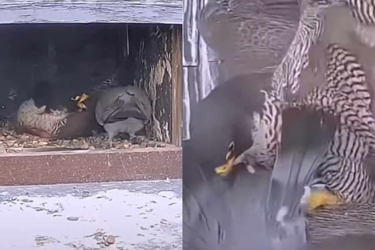 Falco attacca piccione