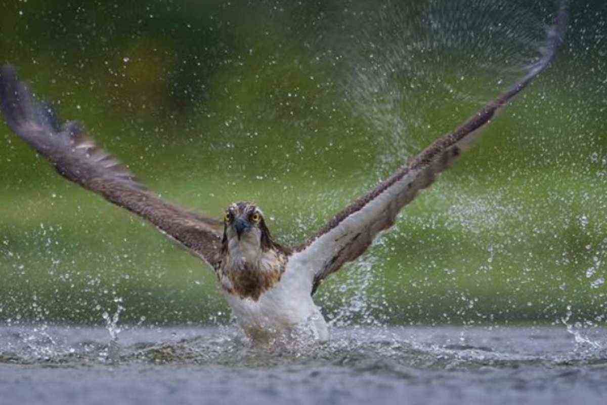 Falco pescatore